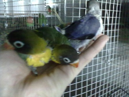 2 Verdes Violeta e 1 Violeta